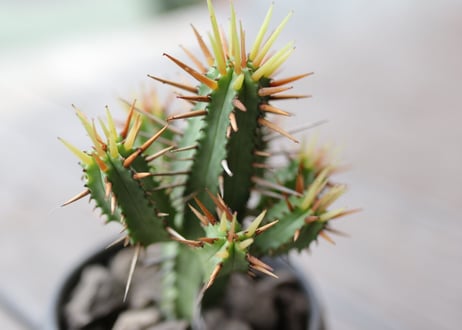 ユーフォルビア黄刺紅彩閣　euphorbia enopla  Yellow spina
