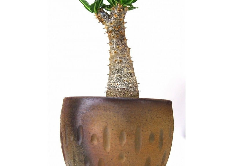 太短良型！希少種　パキポディウム タッキー 実生株 良型 パキポディウム タッキー大黒×タッキー① | hanayoshi-botanical