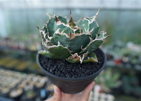 アガベ　チタノタ　白鯨　Agave titanota White whale　No.1