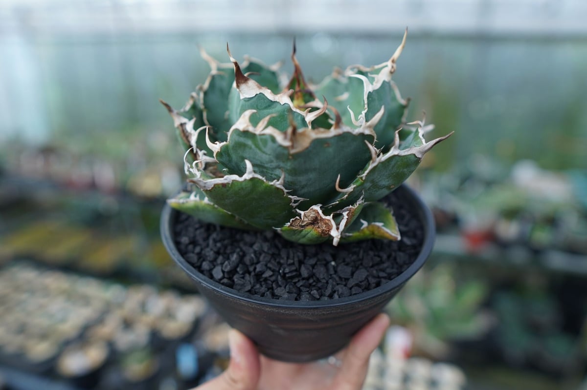 アガベ チタノタ 白鯨 Agave titanota White whale No.1 | m