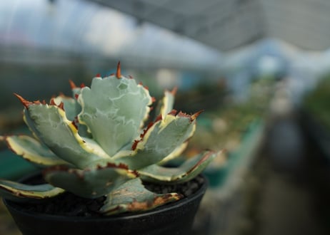アガベ　兜蟹錦　連棘　Agave isthmensis “Kabutogani” variegata  No.5