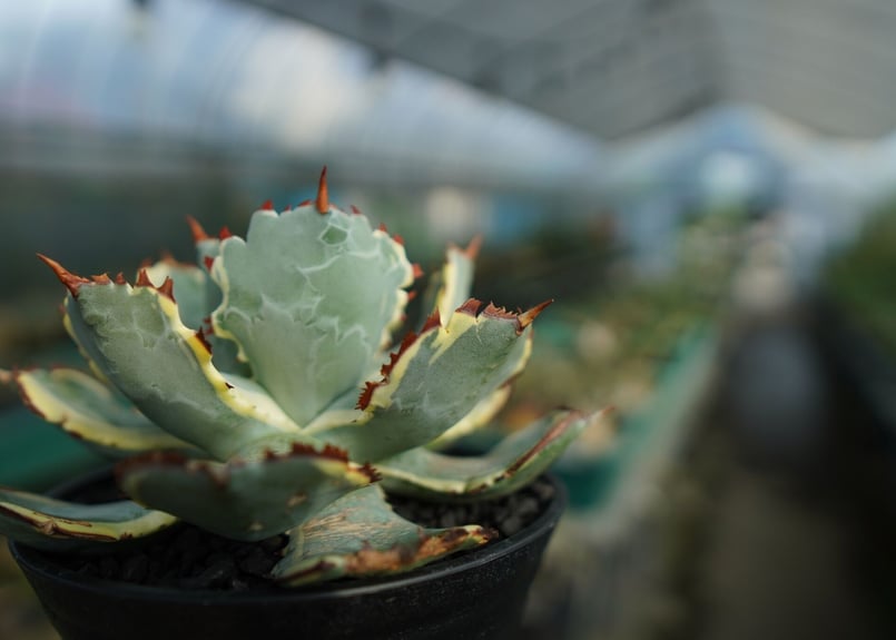 アガベ 兜蟹錦 連棘 Agave isthmensis “Kabutogani” varieg