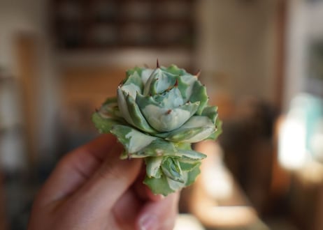 アガベ　王妃雷神錦　白中斑　Agave　“Ohi Raijin Nishiki Shironakahu”