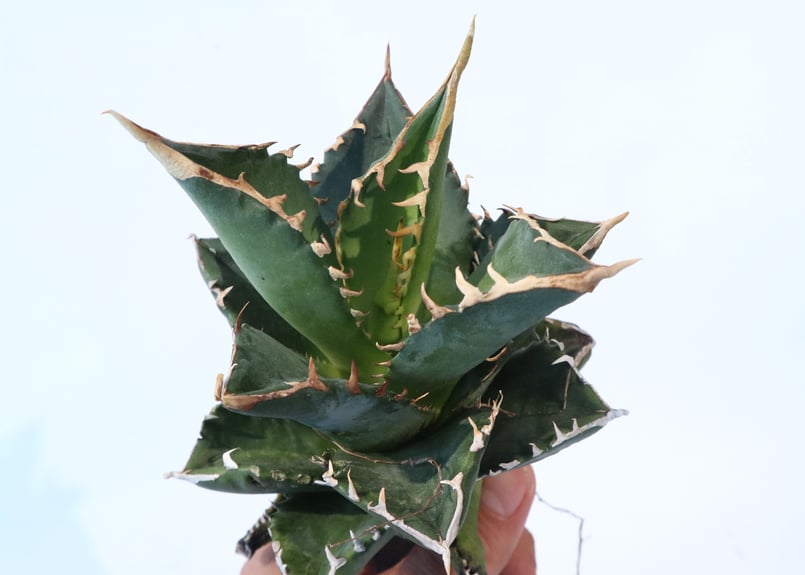 Agave titanota FO-76 compacta dwarf | mana's fa