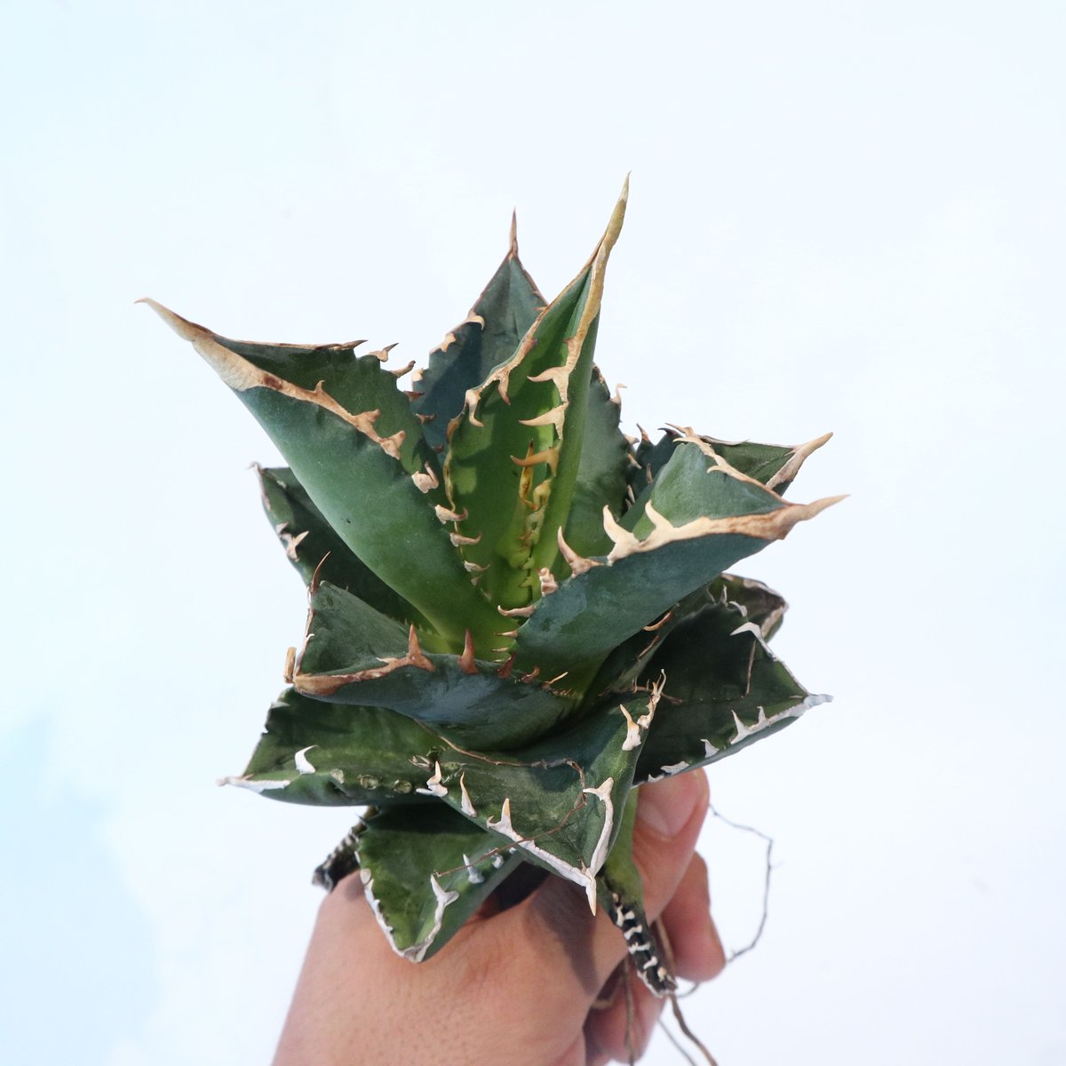 超優秀株　Agave titanta FO-76 Compact低重心 Agave titanota FO-76 compacta dwarf | mana's fa
