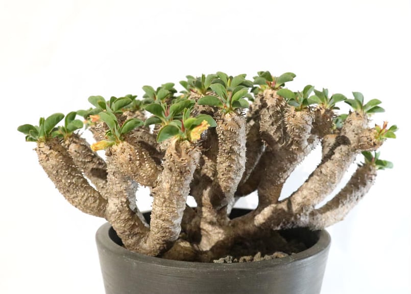 スタッフ一押し株♪】ユーフォルビア ギラウミニアナ 【3】 | mana's