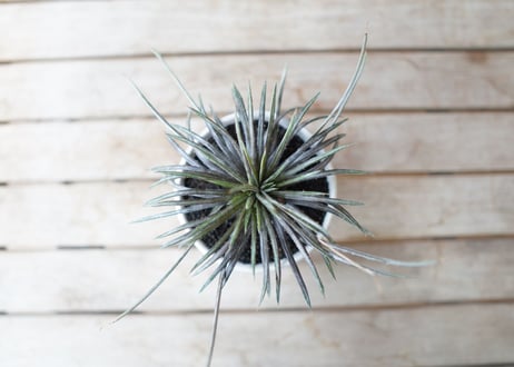 ディッキア コリスタミネア Dyckia choristaminea