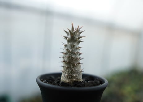 パキポディウム　伊藤ハイブリッド　Pachypodium 'Itoh Hybrid'  No.1