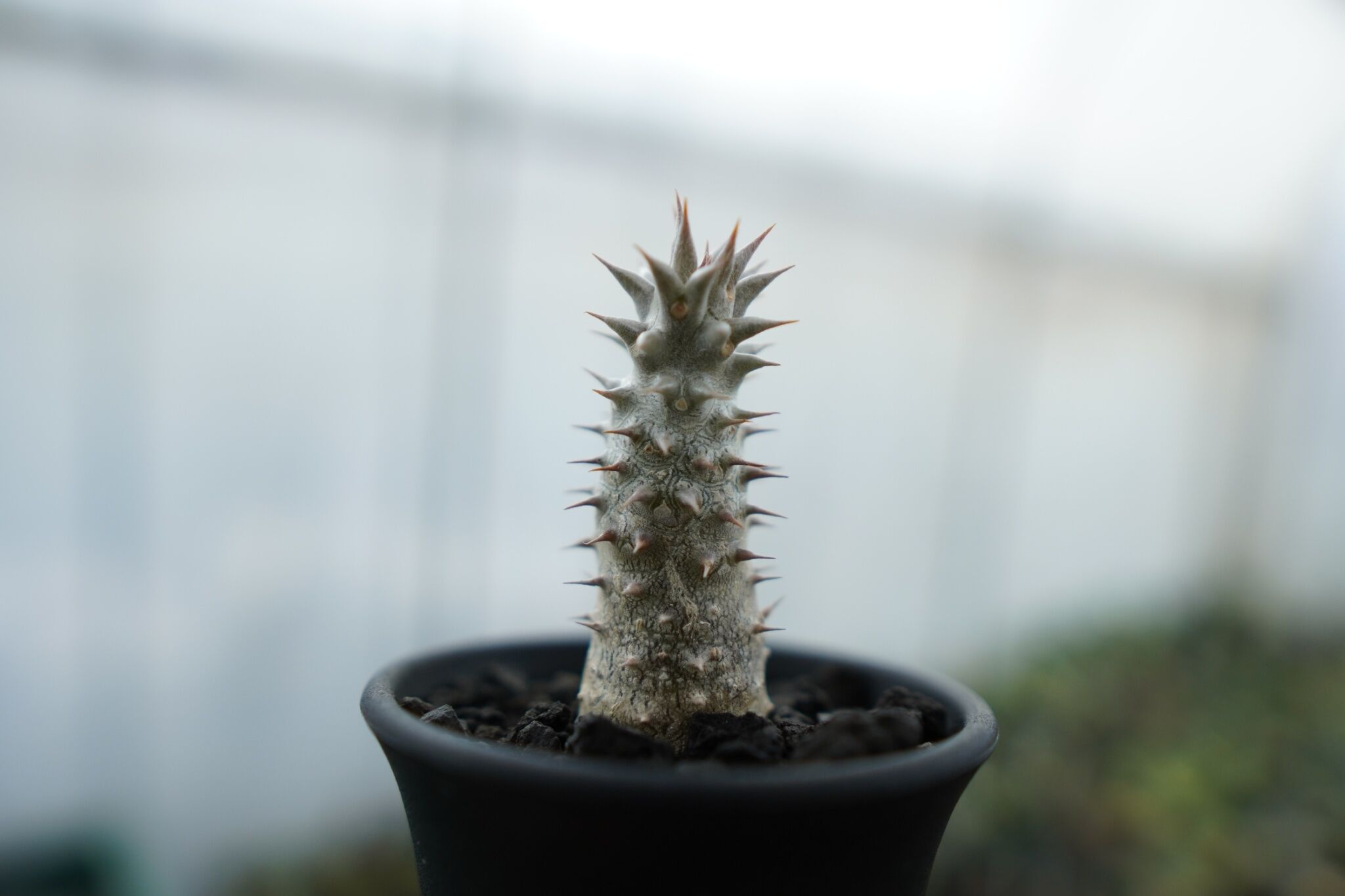 パキポディウム 伊藤ハイブリッド Pachypodium 'Itoh Hybrid' No.