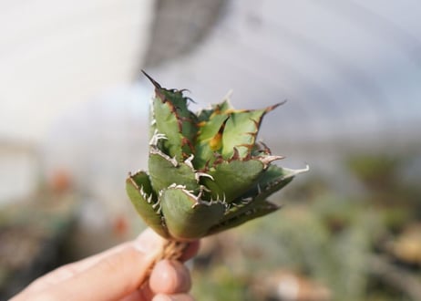 agave titanota FO-76  No.13