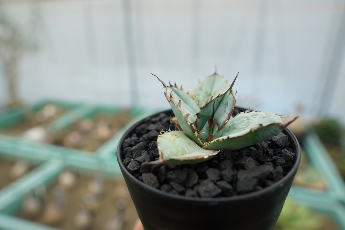 アガベ チタノタ ライオンズメーン ライオンズメイン \"Lions mane\" アガベ チタノタ ライオンズメーン メイン Agave titanota