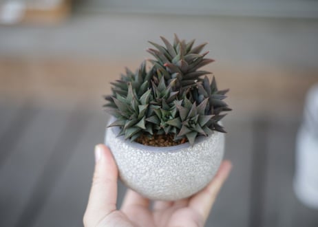 ハオルチア 五重の塔 Haworthia tortuosa