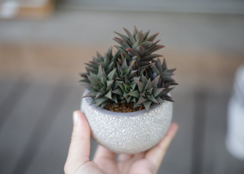ハオルチア 五重の塔 Haworthia tortuosa | mana's farm:塊根植