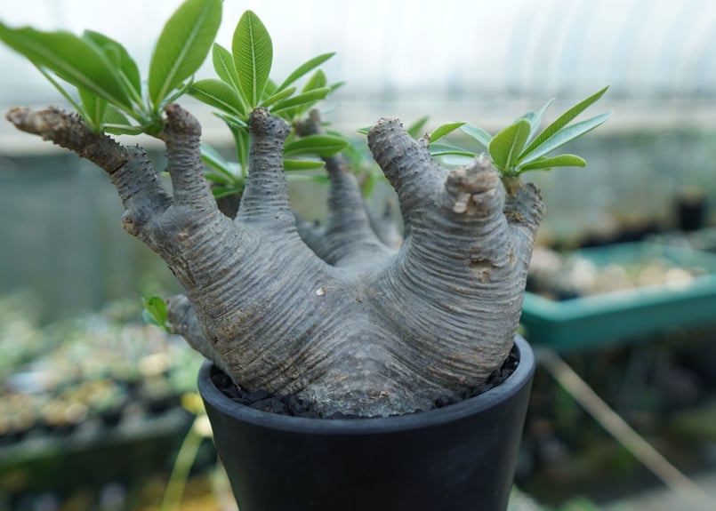 パキポディウム マカイエンセ Pachypodium makayense No.1 | man