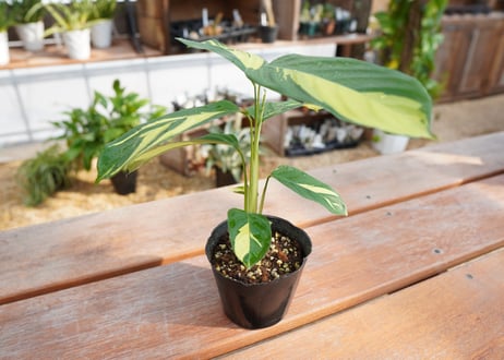 カラテア　クテナンテ　ルベルシアーナ　Ctenanthe lubbersiana