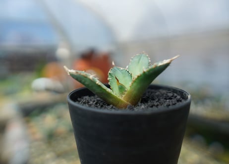 アガベ　チタノタ　FO-76　agave titanota  FO-76　No.6
