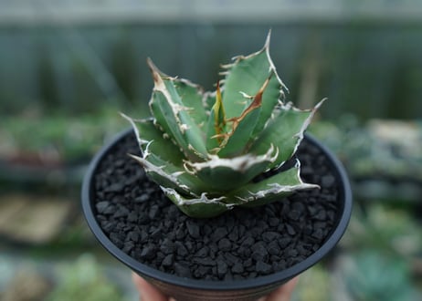 アガベ　チタノタ　FO-76　agave titanota  FO-76　No.4
