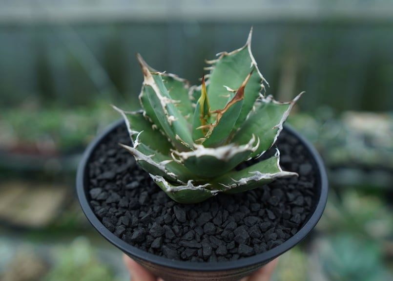 アガベ チタノタ FO-76 agave titanota FO-76 No.4 | man