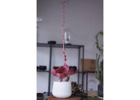 Echeveria
