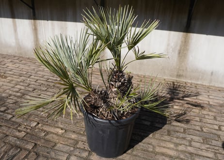 チャメロプス　セリフェラ 　Chamaerops humilis var. Cerifera　NO.1