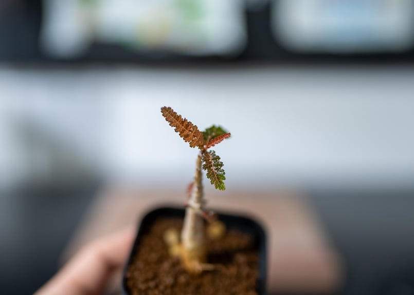 ボスウェリア ソコトラナxナナ 沖縄実生 | mana's farm:塊根植物