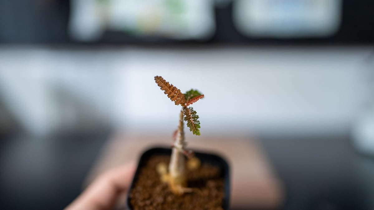 ボスウェリア ソコトラナxナナ 沖縄実生 | mana's green:塊根 ボスウェリア ソコトラナxナナ 沖縄実生 | mana's green:塊根