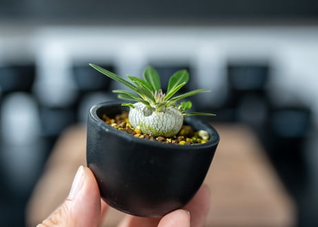 パキポディウム　デンシフローラム　Pachypodium densiflorum　沖縄実生