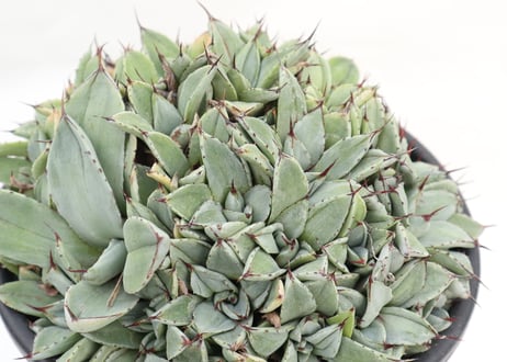 Agave parryi   'Bed of Nails'