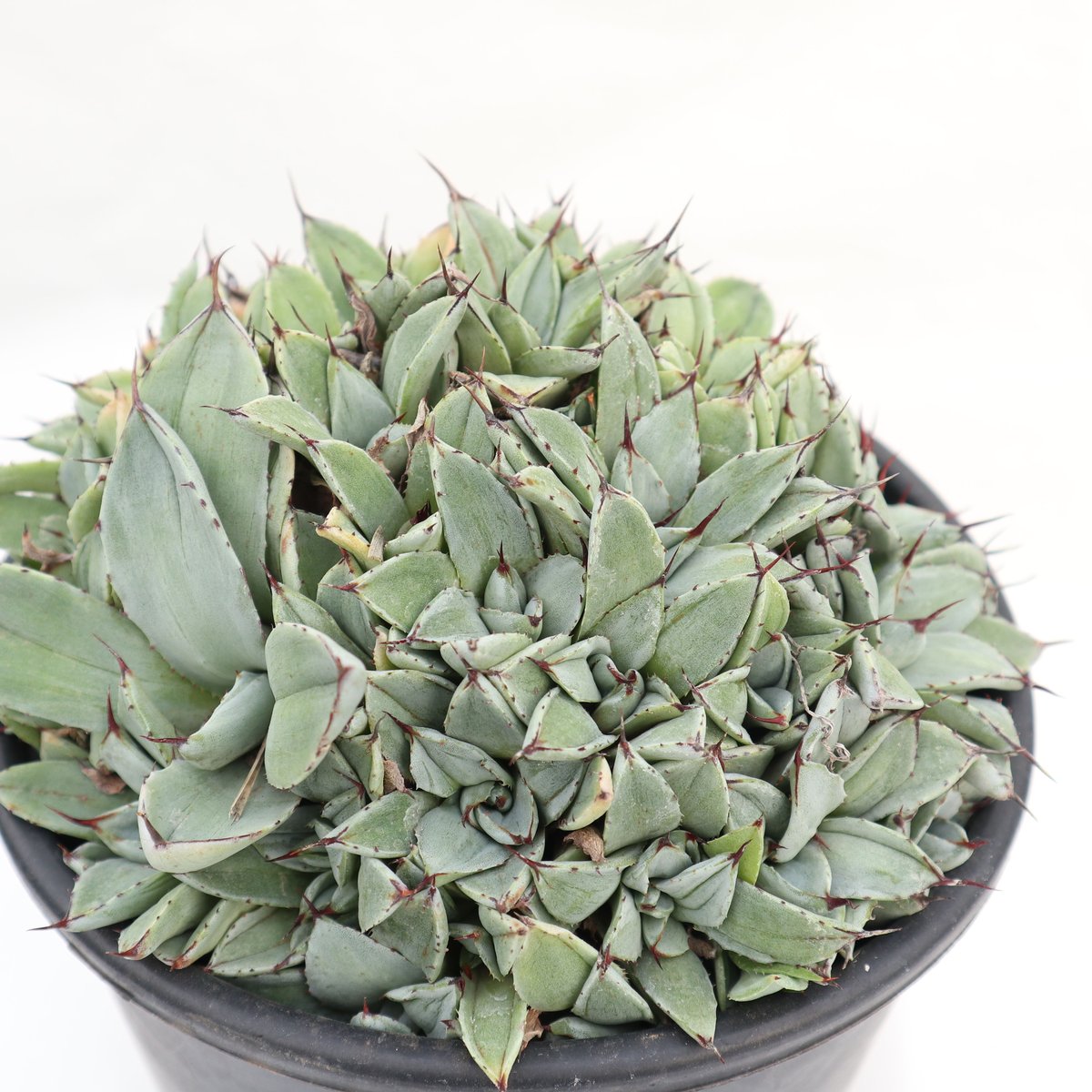 Agave parryi 'Bed of Nails' | mana's farm:塊根植