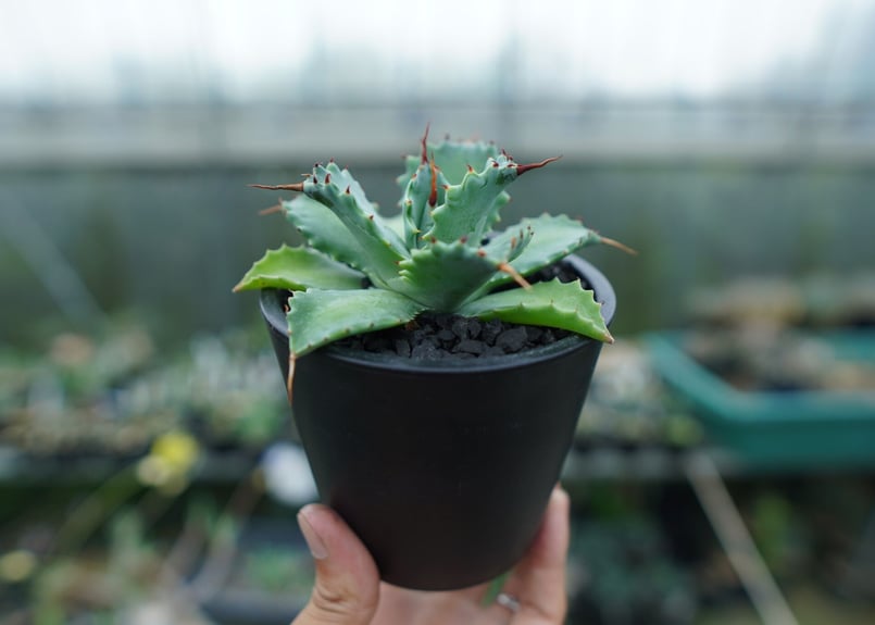 アガベ イシスメンシス Agave Isthmensis No.1 | mana's farm