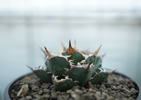 アガベ　チタノタ　FO-76  Agave titanota FO-76　No.2