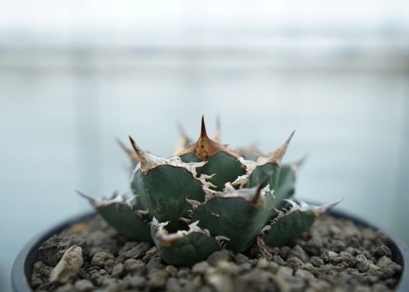 アガベ チタノタ FO-76 Agave titanota FO-76 No.2 | man