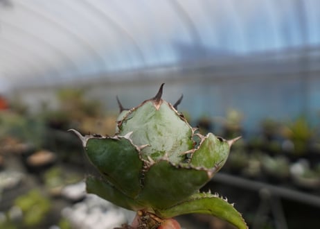 agave titanota ブラック＆ブルー　No.2