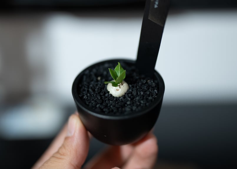 2021 実生 扁平良株 パキポディウム レウコキサンツム 6センチポット