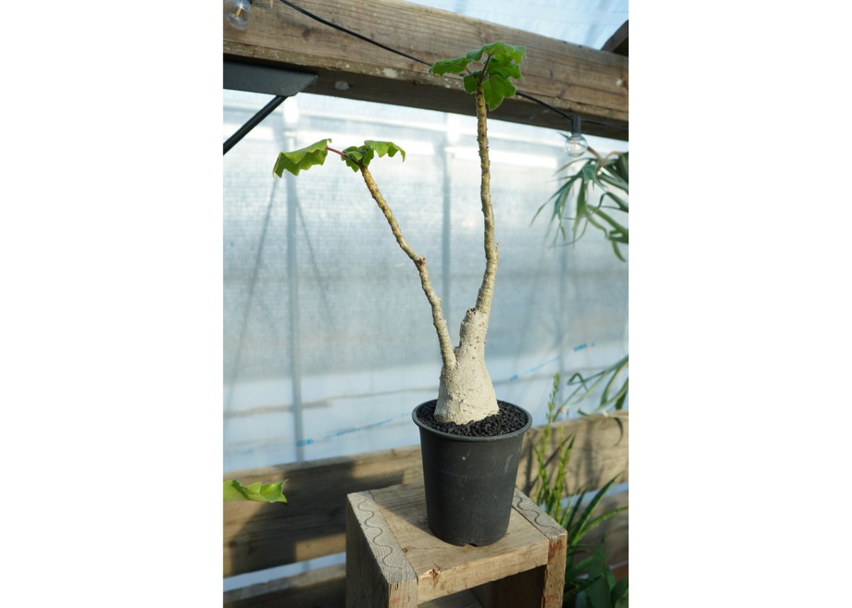 ウンカリーナ　グランディディエリー ウンカリーナ グランディディエリ | mana's farm:塊根植物