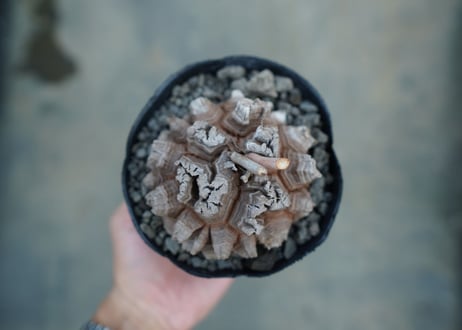 【長谷川園芸産】亀甲竜　Dioscorea elephantipes　No.6