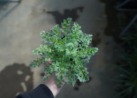 ペラルゴニウム　アッペンディクラツム　Pelargonium appendiculatum　C14