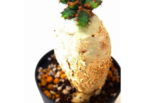 ユーフォルビア ステラータ 飛竜  Euphorbia stellata　№4
