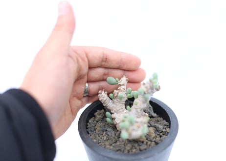 オトンナ　クラビフォリア