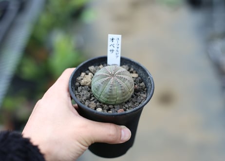ユーフォルビア　オベサ