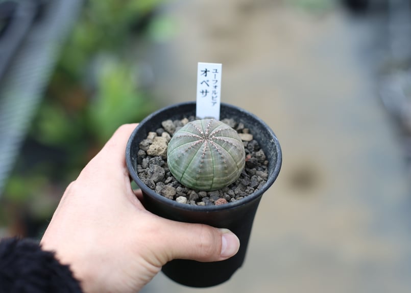 ユーフォルビア オベサ | mana's farm:塊根植物・アガベ・ドライ