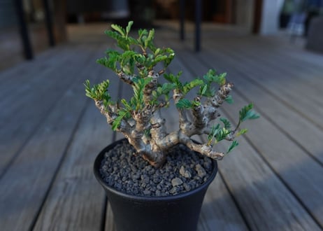 センナ　メリディオナリス　Senna meridionalis