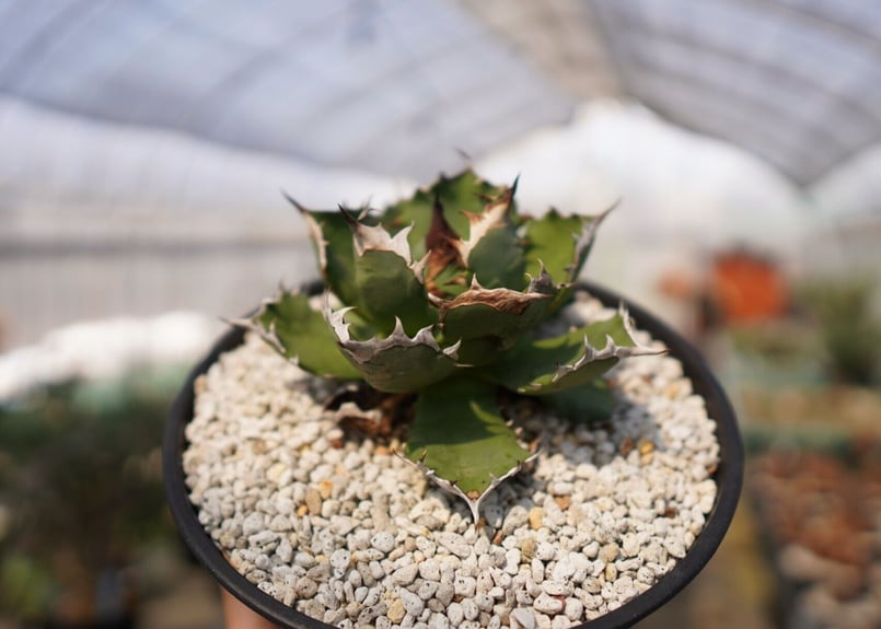 アガベ チタノタ US DWARF 中株 子株2個付き し*ん様 多肉植物・