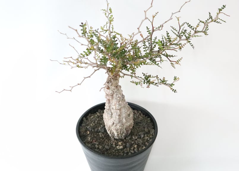 オペルクリカリア デカリー | mana's farm:塊根植物・アガベ・ドライ