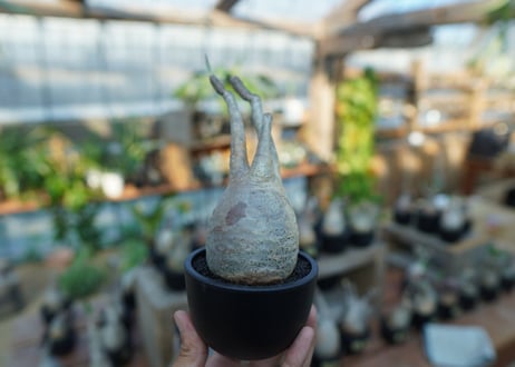 【未発根】パキポディウム　グラキリス　 Pachypodium Gracilius  No.22