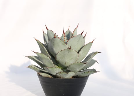 Agave dragontoes  アガベ　ドラゴントゥース