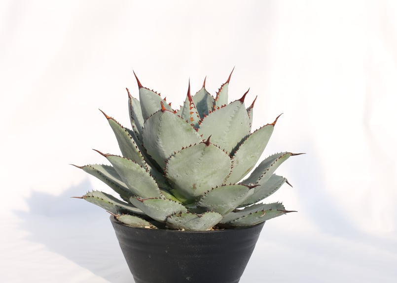 Agave dragontoes アガベ ドラゴントゥース | mana's farm:塊根