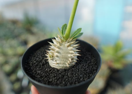 パキポディウム　恵比寿大黒　Pachypodium Densicaule　No.1