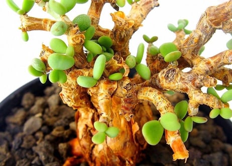 Ceraria pygmaea ケラリア・ピグマエア  №１