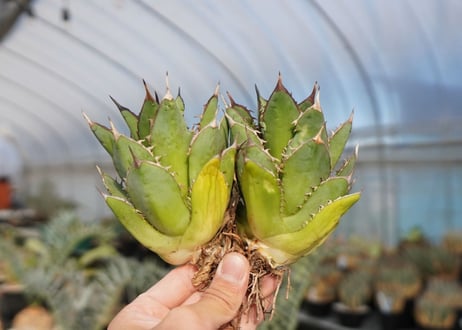 agave titanota 剣竜　No.4